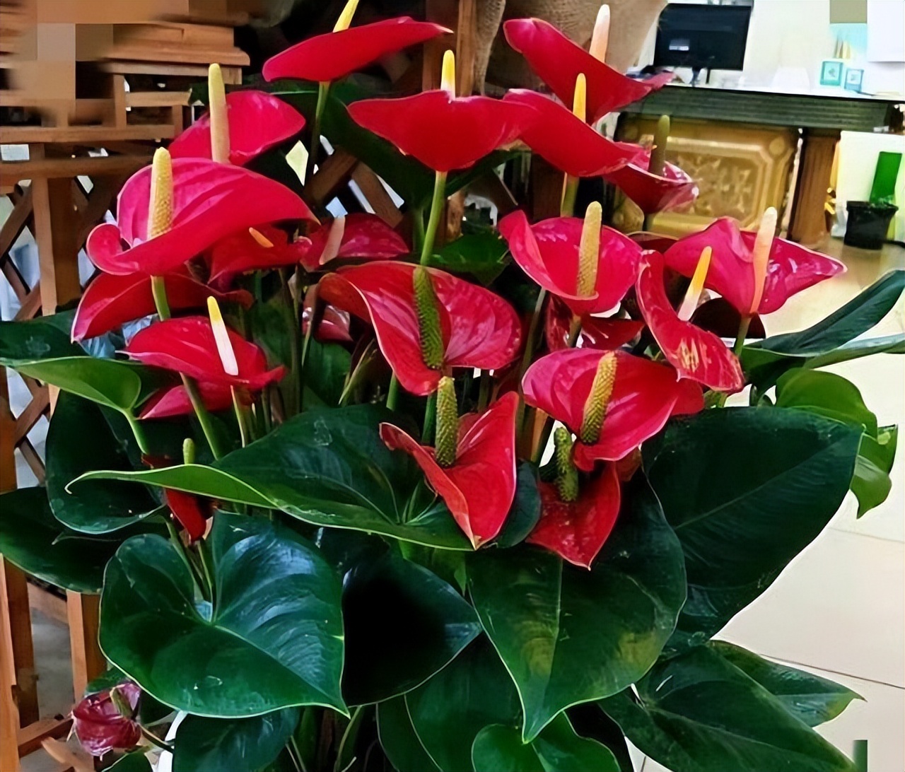 喜阴最好养的10种花,杜鹃花喜阴还是喜散光