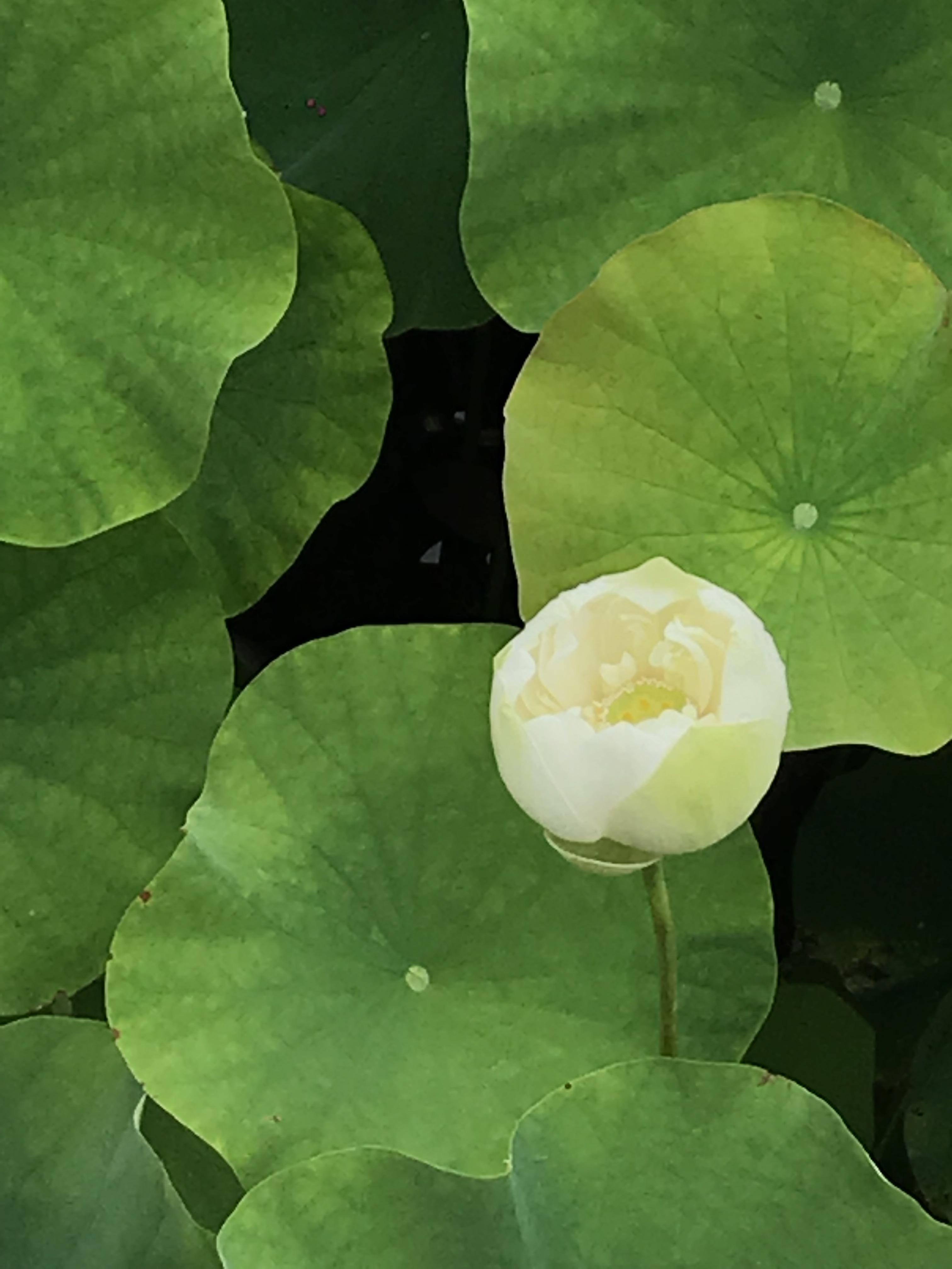 烈日炎炎赏荷花清凉一夏,京郊赏荷领略夏日之美