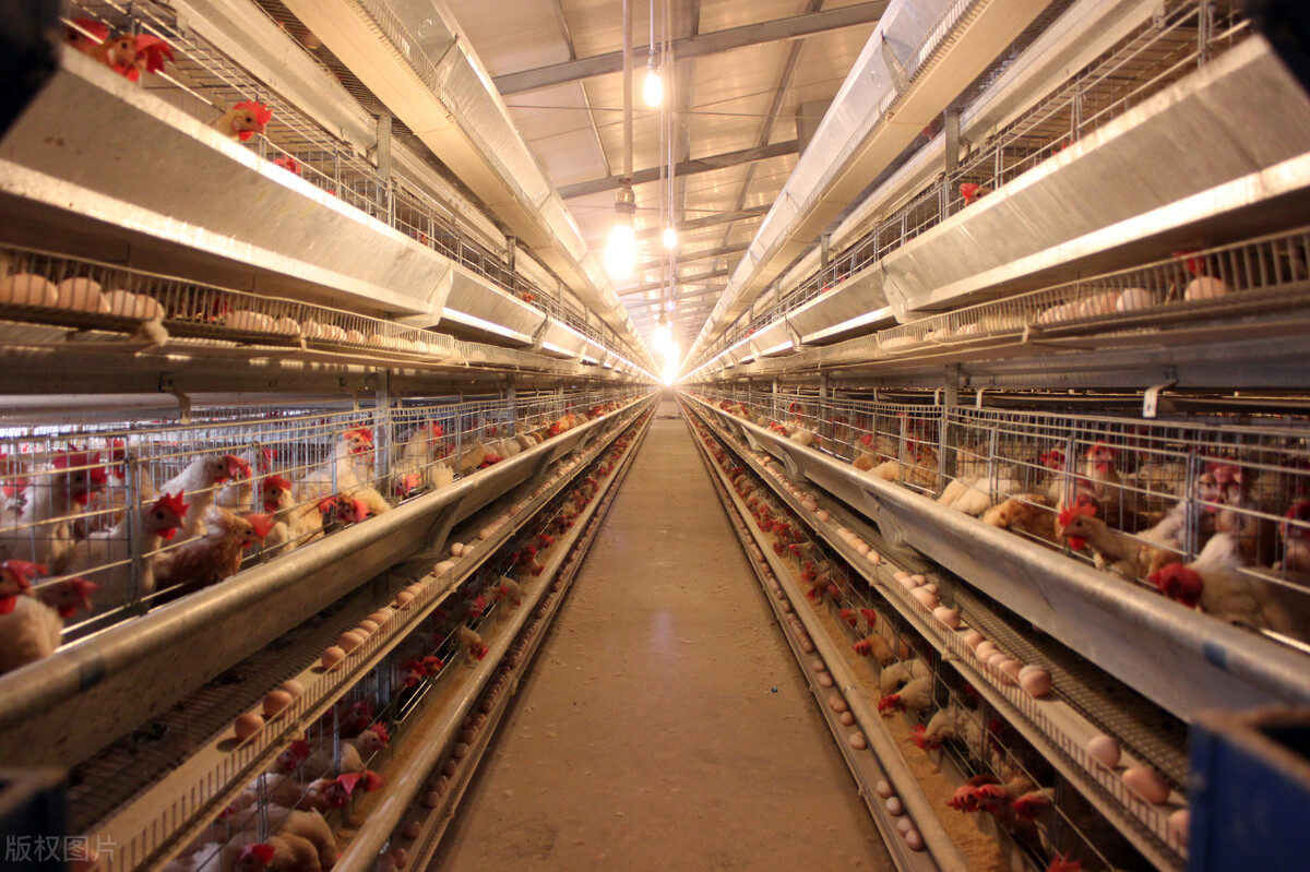 蛋鸡传支与减蛋综合征的区别,兽医传染病学知识总结