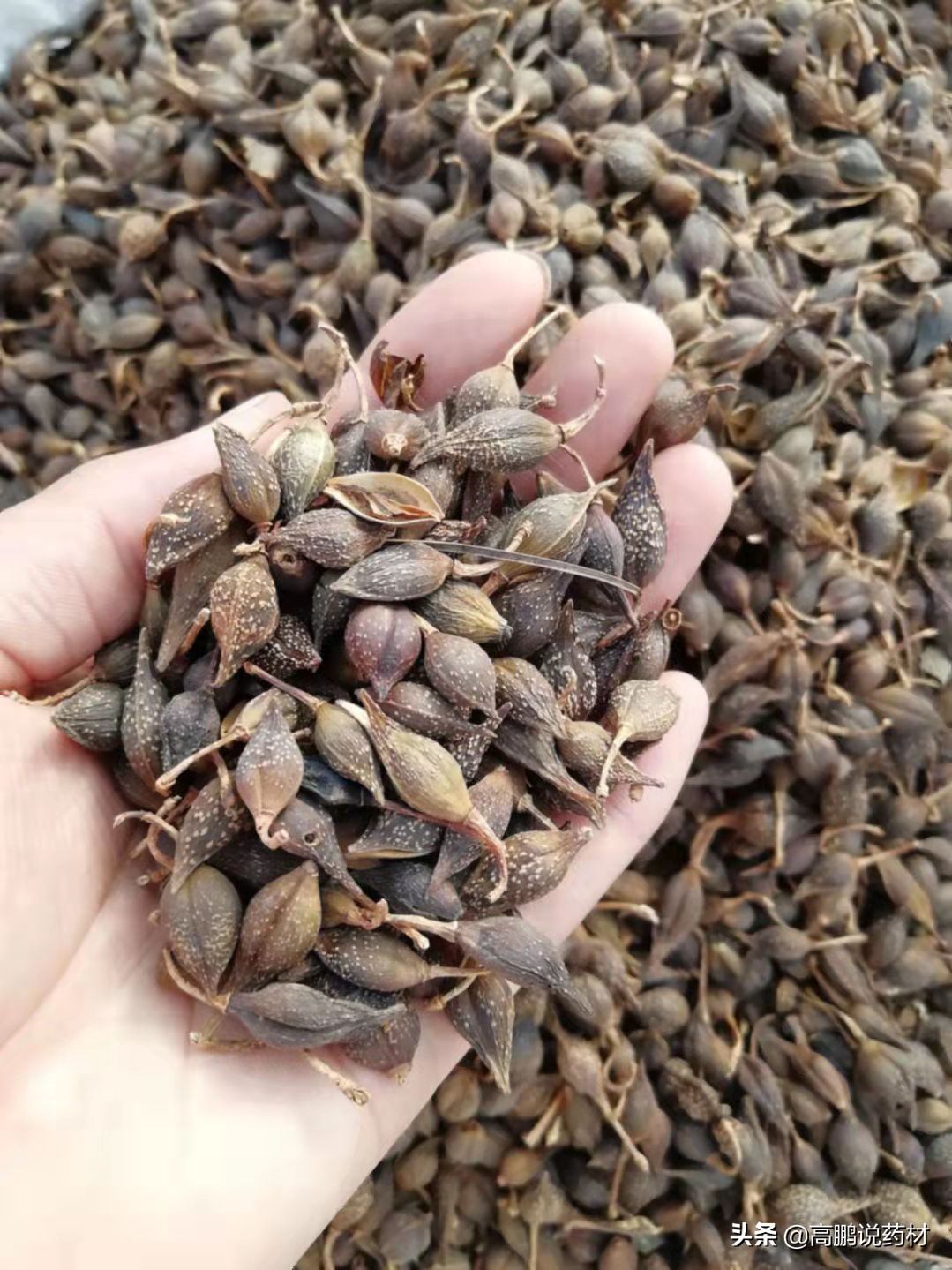 高鹏说药材:2022年*疆新**中药材种植形势分析