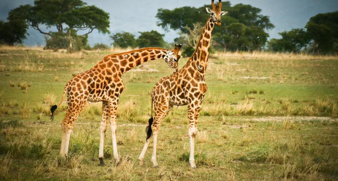 站着睡觉的动物有长颈鹿么,长颈鹿如何踢爆狮子