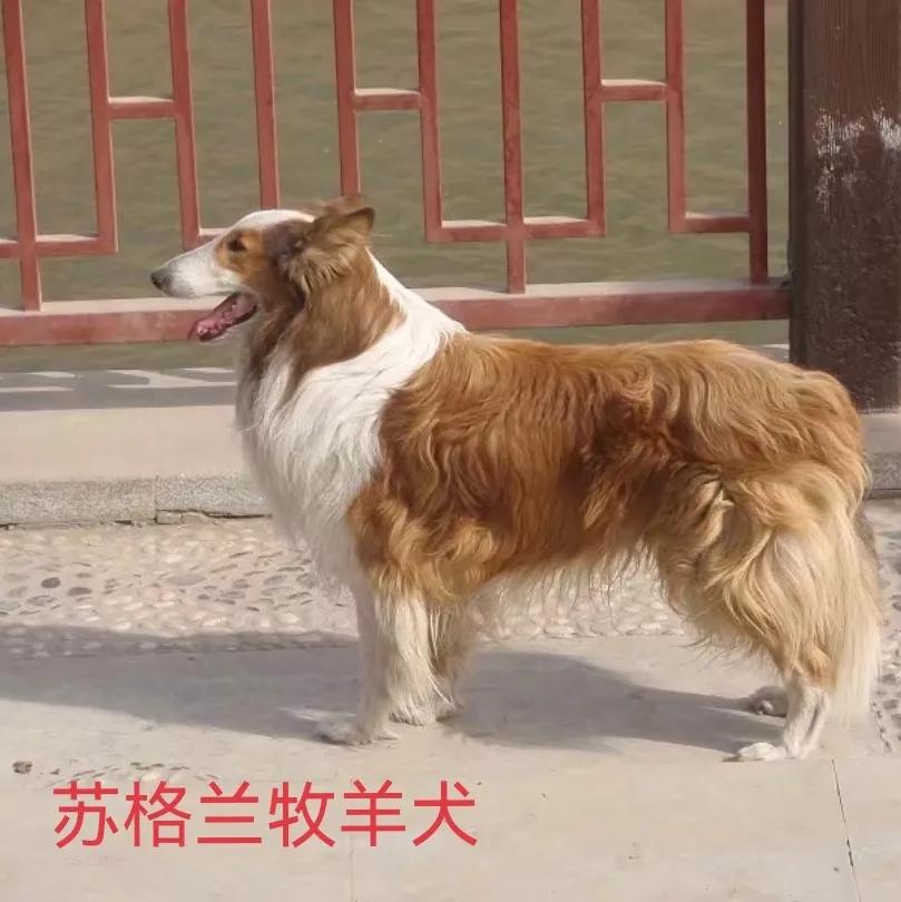 动物自拍超清图片大全,动物自拍的照片图片