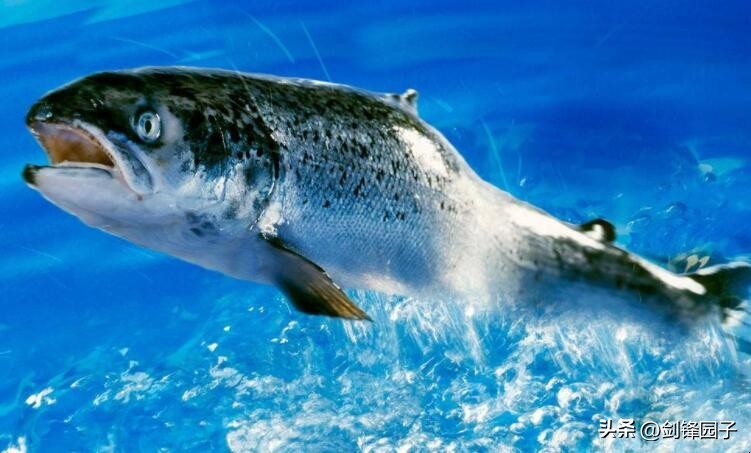 国足去新西兰打什么比赛,国足去国外游玩