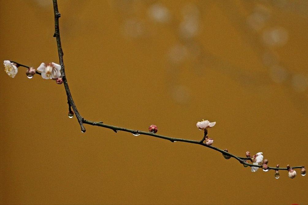 相遇不如不遇的诗句,关于难得的人生际遇的古诗词