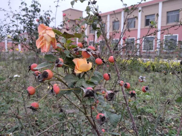 画与景,幼儿长卷画景