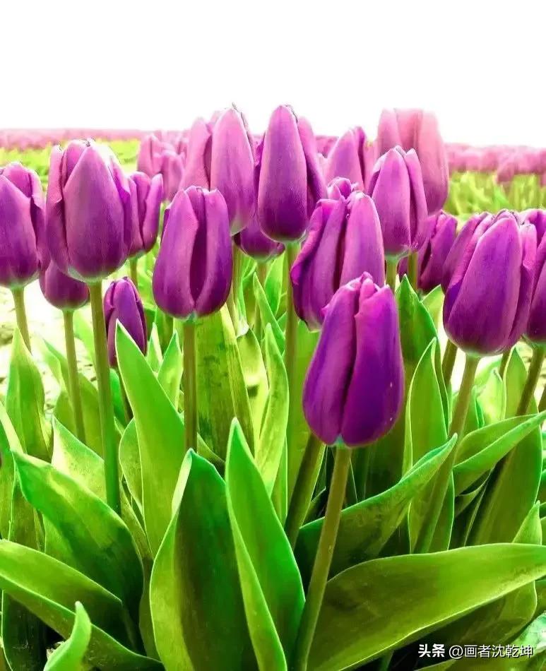 绝美郁金香花图片,绝美郁金香图片大片