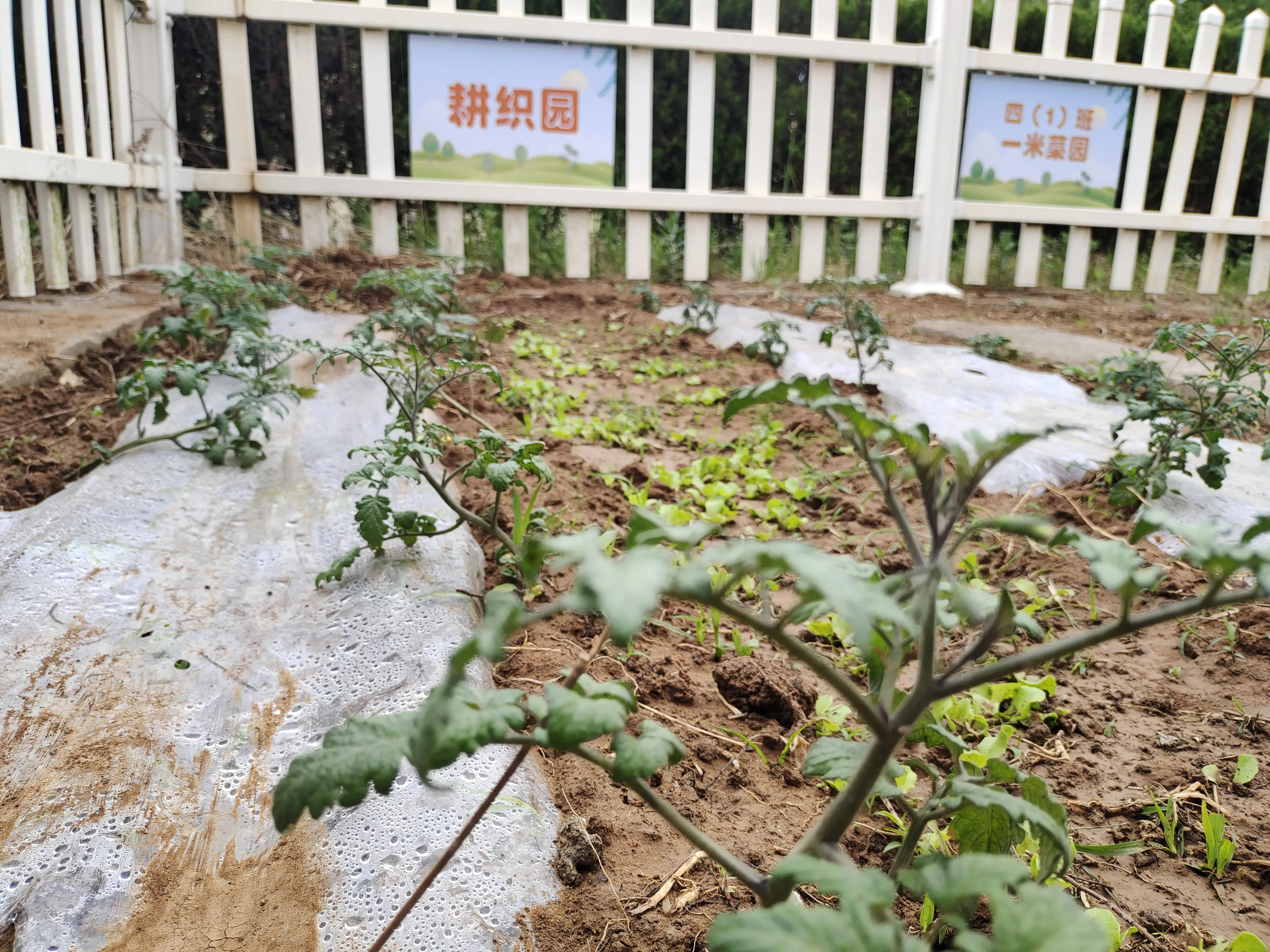 乡村校长最新视频,一位追逐梦想的乡村小学校长