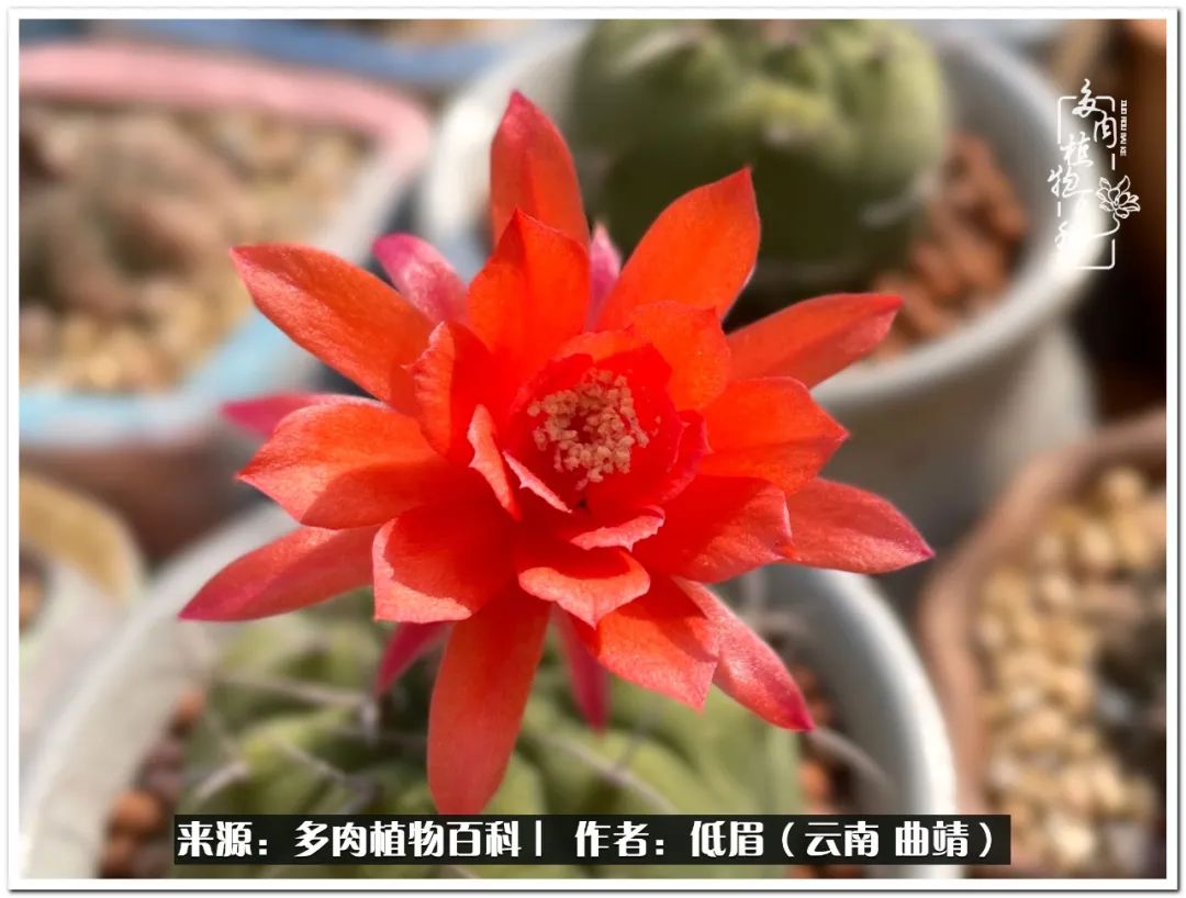 养了七年多肉,养了八年的肉肉终于开花了