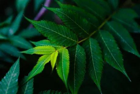 适合北方的花卉珍珠梅,珍珠梅的开花图片大全