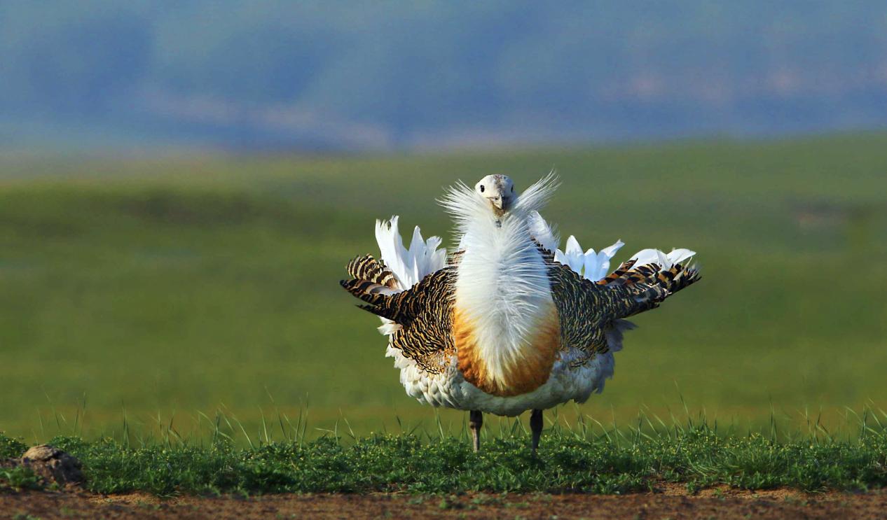 为何*楼青**老板娘叫*鸨老**？鸨能和所有鸟交配，真的是“万鸟之妻”？