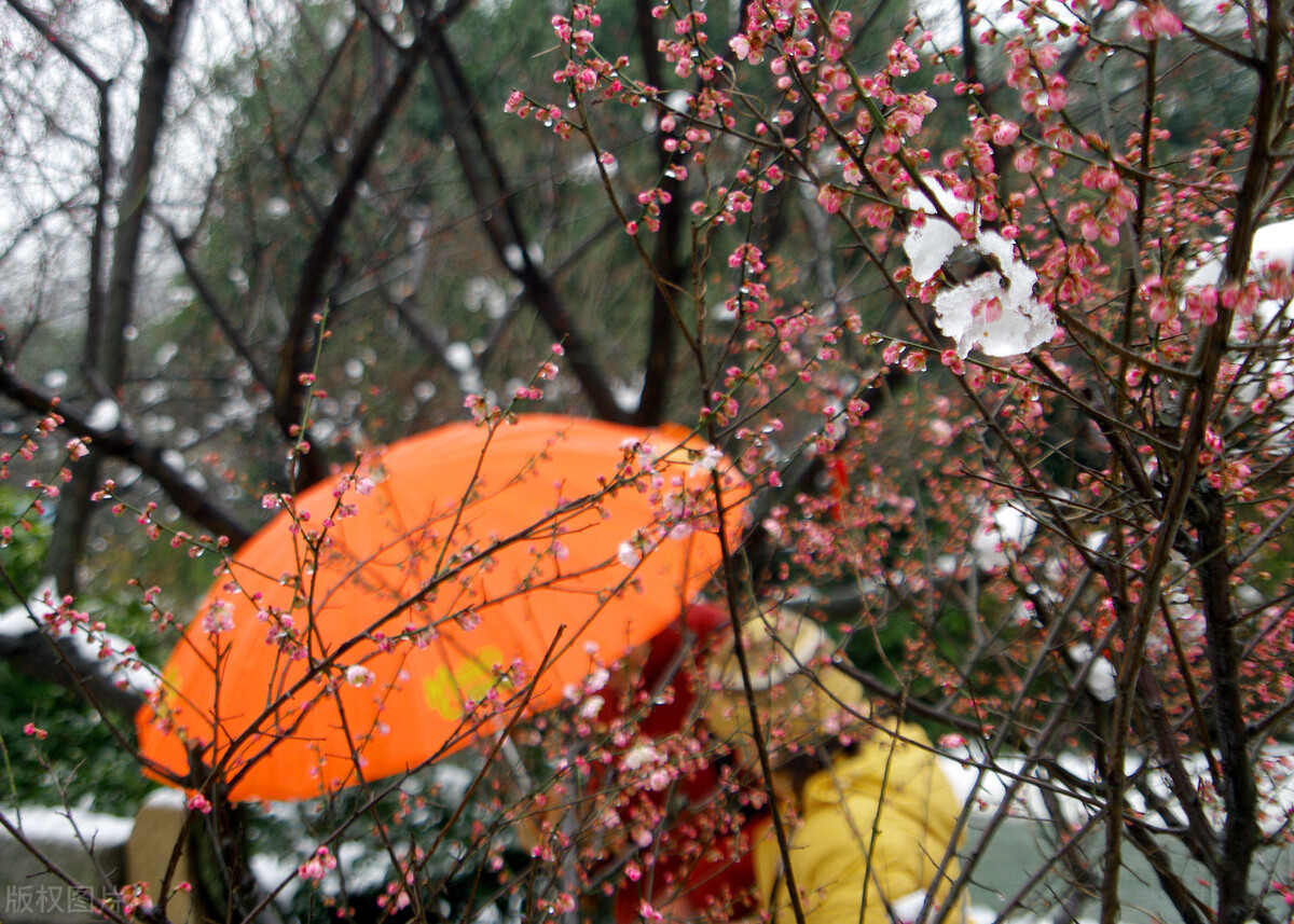 真正的梅花香自苦寒来,梅花香自苦寒来不一样的美