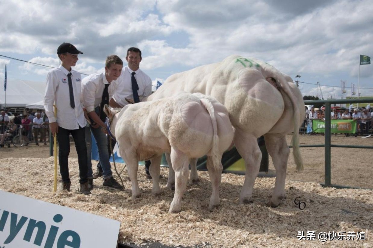 养比利时蓝牛,比利时蓝牛好养吗
