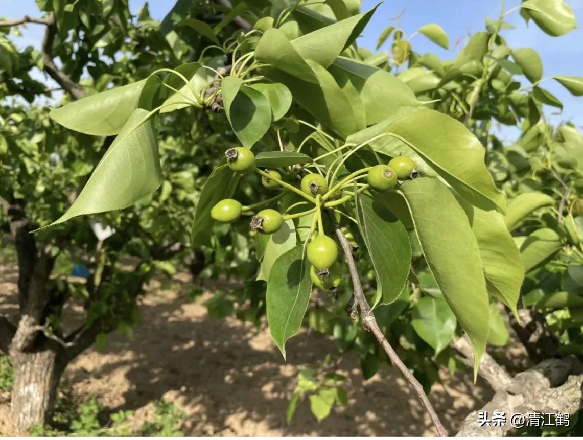 梨膨大期管理,梨三套枝修剪技术