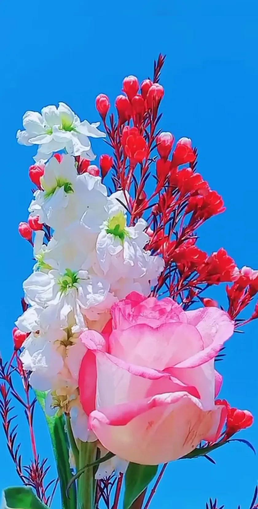 最新最美花儿高清图片,五颜六色的花儿真漂亮