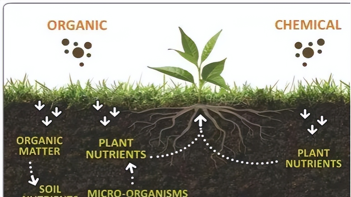 如何高效去除甲醛最有效的方法,装修后如何除甲醛用什么植物