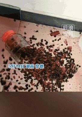 “谁再给猫喝酒，我扇烂ta的嘴巴！”