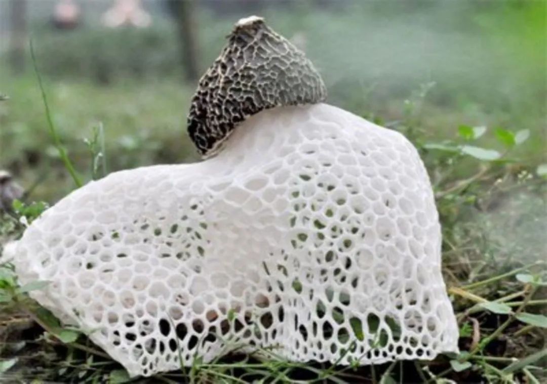 四川大山里有啥名贵药材,四川农村的十大特产