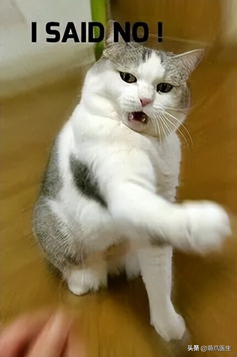 猫德学院被收养的猫咪现状,猫德学院关于遗弃猫咪的声明