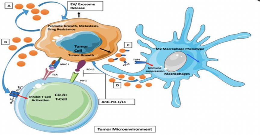 实锤!NK免疫细胞远比人们想象的要强大,它的分泌物也可抗癌