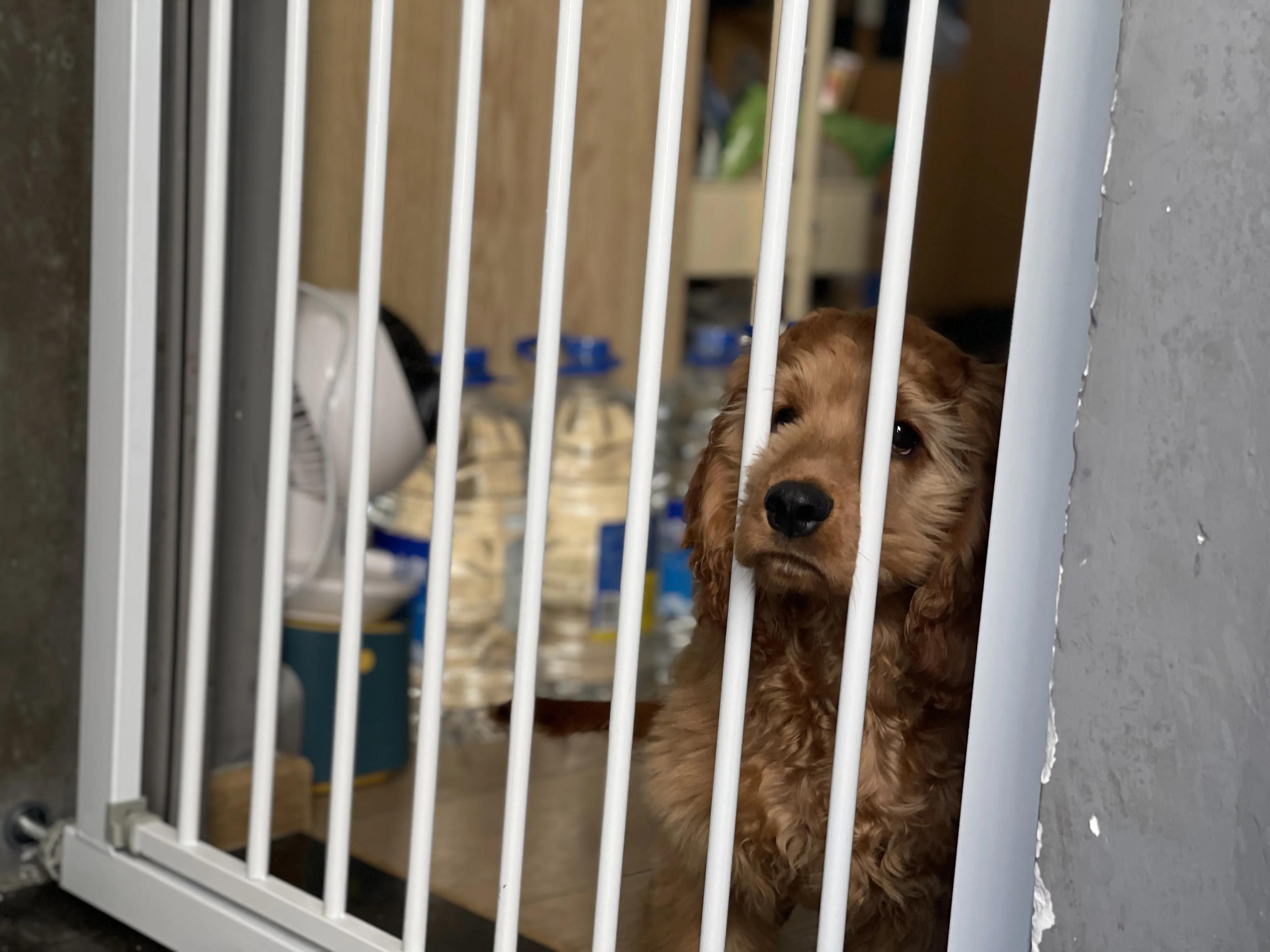 我不是金毛，是英国可卡犬—水煎包的自我介绍,包子麻麻的讲述