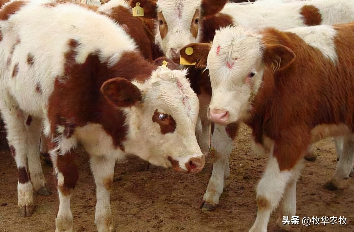 养牛中牛病怎么看,养牛人须知牛腹泻知识