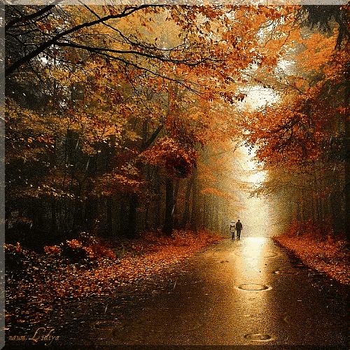 红色的枫叶新疆歌曲,红色的枫叶花语