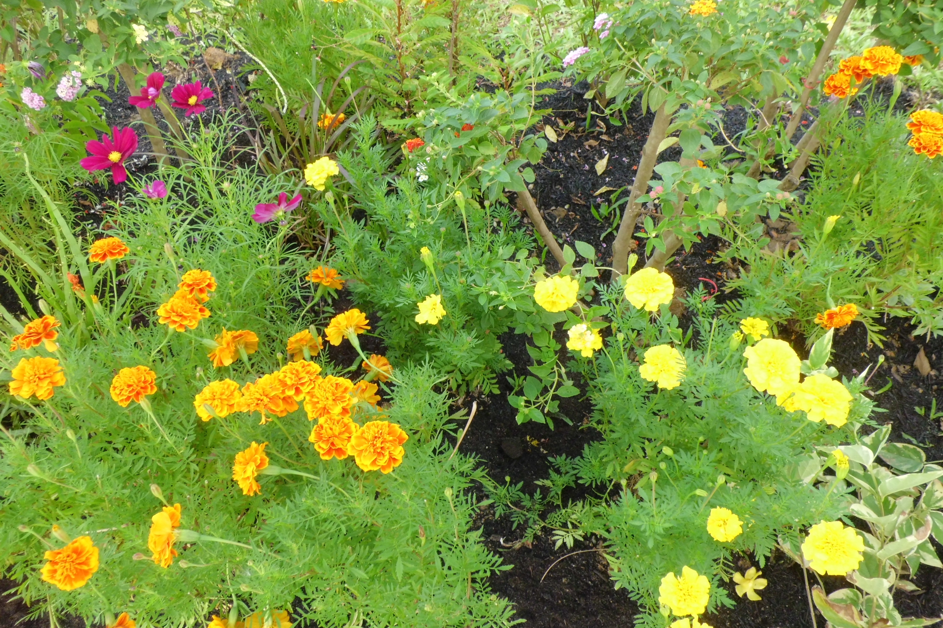 新加坡滨海湾金沙花园景观房,新加坡金沙空中花园高清图