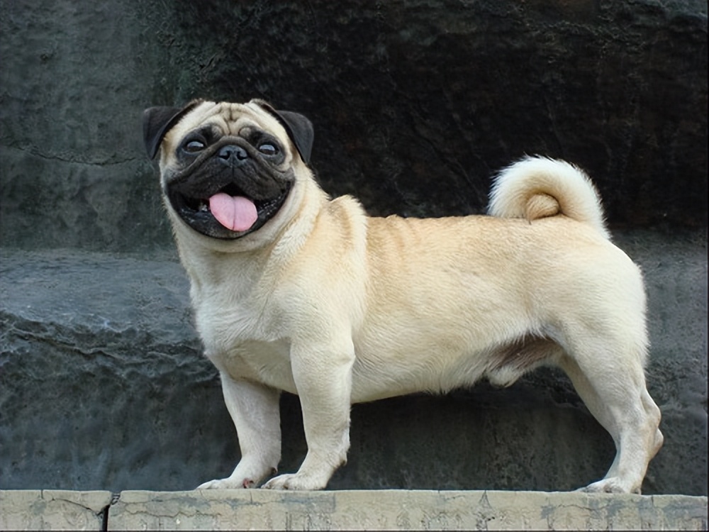 狗狗怀孕了怎么让它快点生,狗狗怀孕怎么才让狗狗快速生崽子