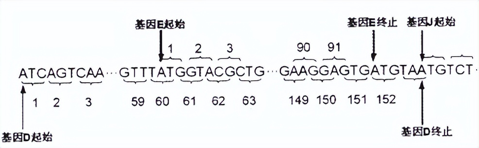 对牛毛色遗传影响：夏洛莱×荷斯坦种群中，真黑素与黑素的稀释