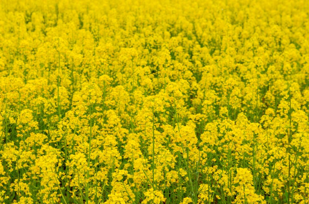 北京周边探秘京城最美油菜花海,北京油菜花必去的地方