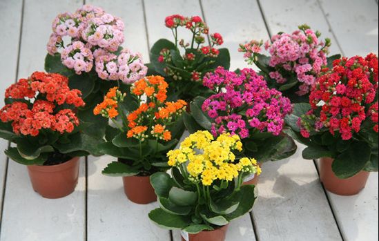 什么花便宜好养寓意好,春节哪种花最便宜最好看