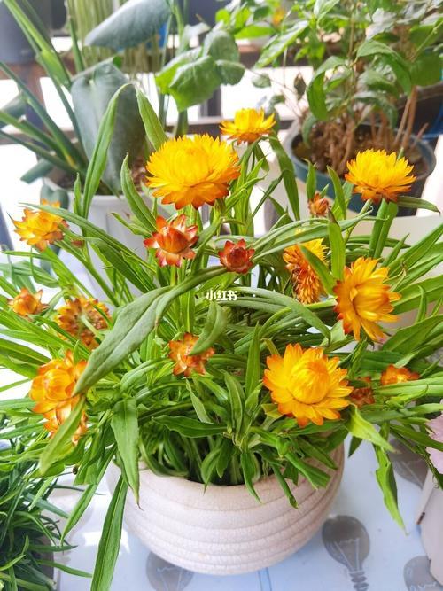 永生花蜡菊,蜡菊开几个月的花