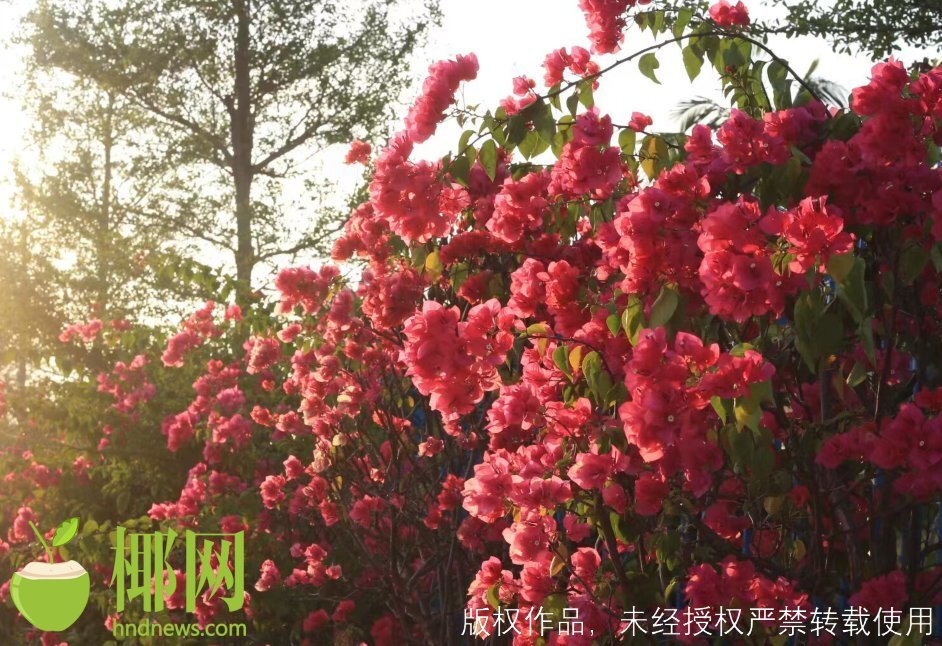 过敏性鼻炎应对4句口诀,一到春天就犯过敏性鼻炎专家支招