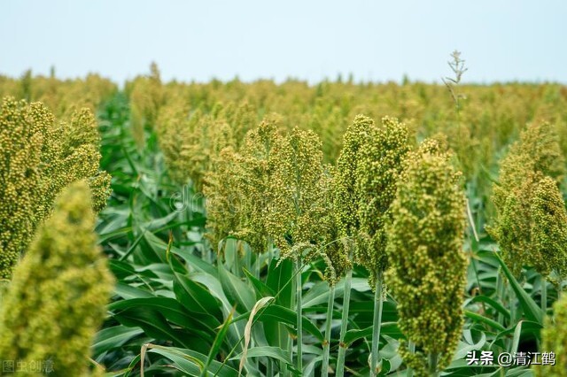 辛硫磷防治哪些作物,辛硫磷防鸟怎么用