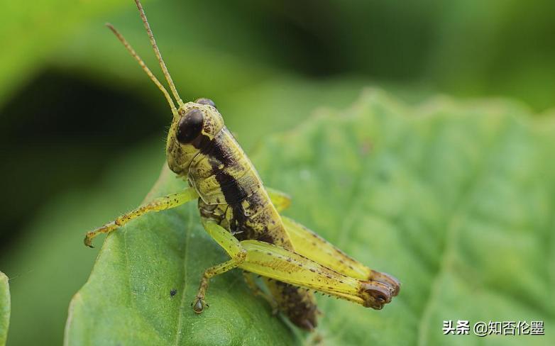 2022年国家扶持的五种养殖项目,一万元能搞什么养殖种植项目