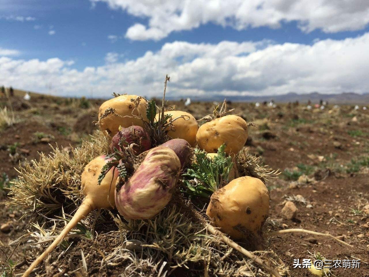 玛咖:人称南美人参,曾被高价热卖,现在喂猪都没人要