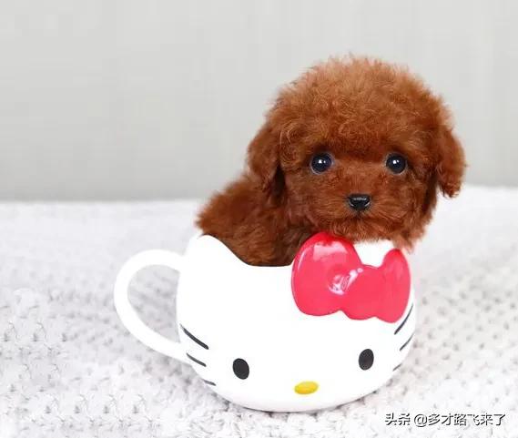 十二星座茶杯犬,茶杯犬图片高清壁纸