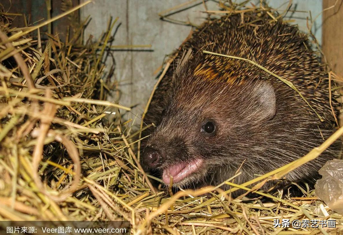 小刺猬创意美术一年级,小刺猬美术作品幼儿