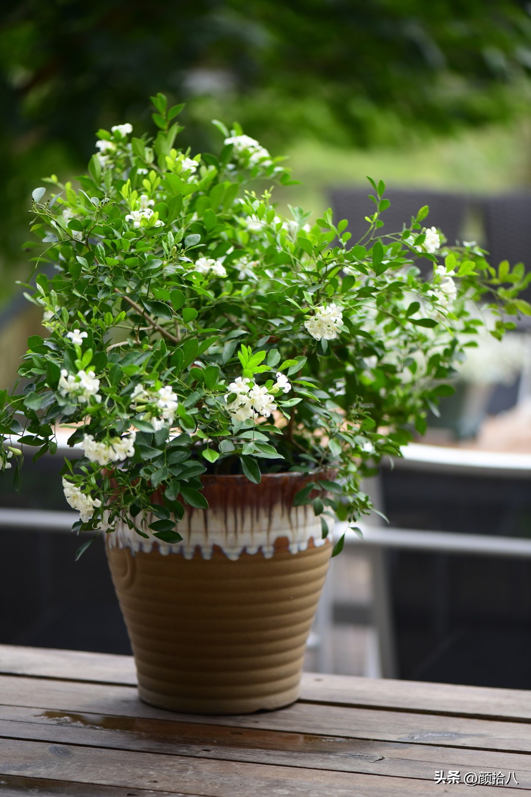 几乎没有存在感的七里香，到底是怎样的？|园丁