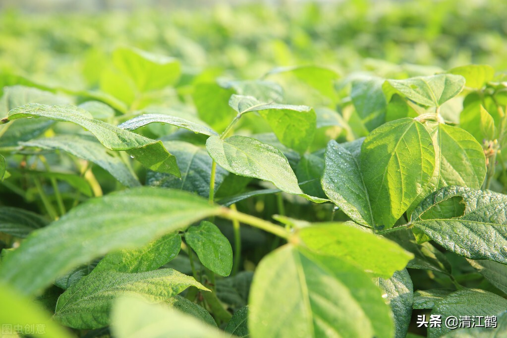 豆类地能用什么除草剂,豆类除草剂配方大全