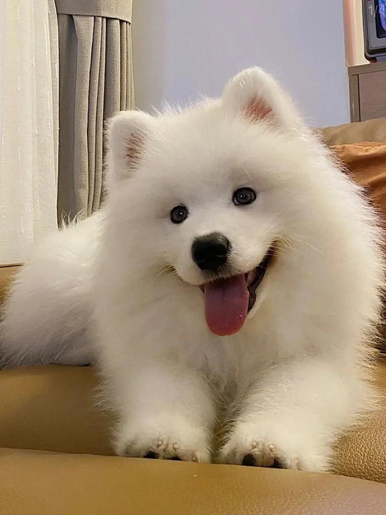 世界上最可爱的10种狗狗排名,世界上最可爱的10种狗狗