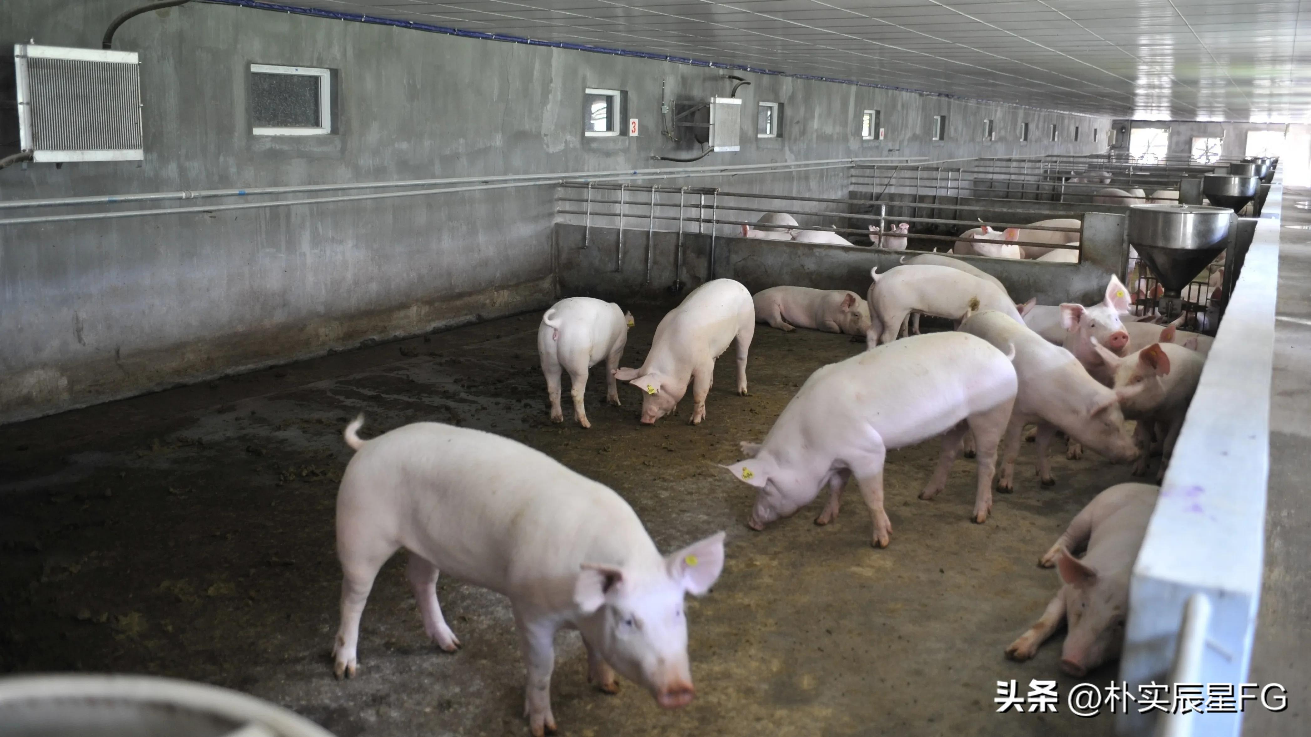 现在养猪农户怎样退出养猪业,农村养猪现状及发展情况