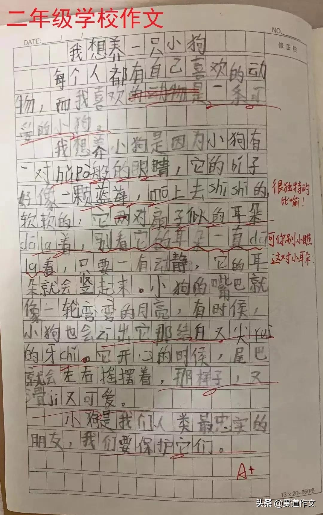请您支持我养一只小狗作文100字,我想养一只小狗作文300字