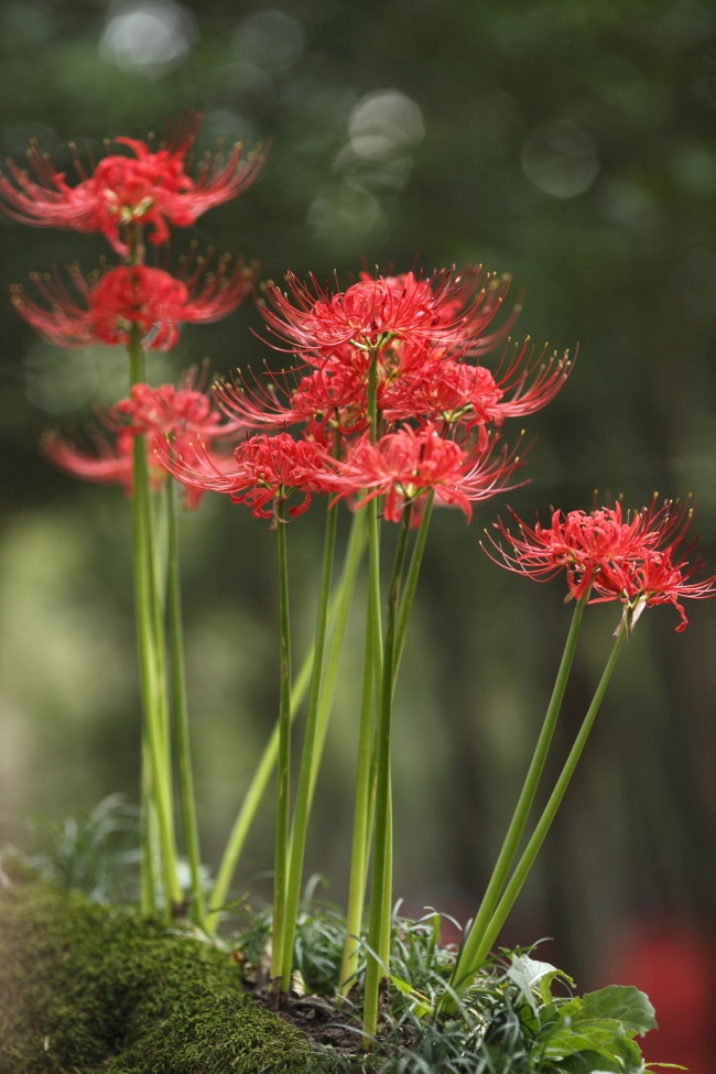 常见有毒花千万别碰,世上有毒的花和植物