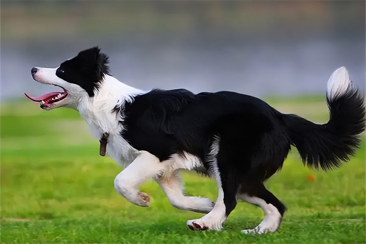 普安特狗狗驱虫药新闻,普安特狗狗耳螨清理教程