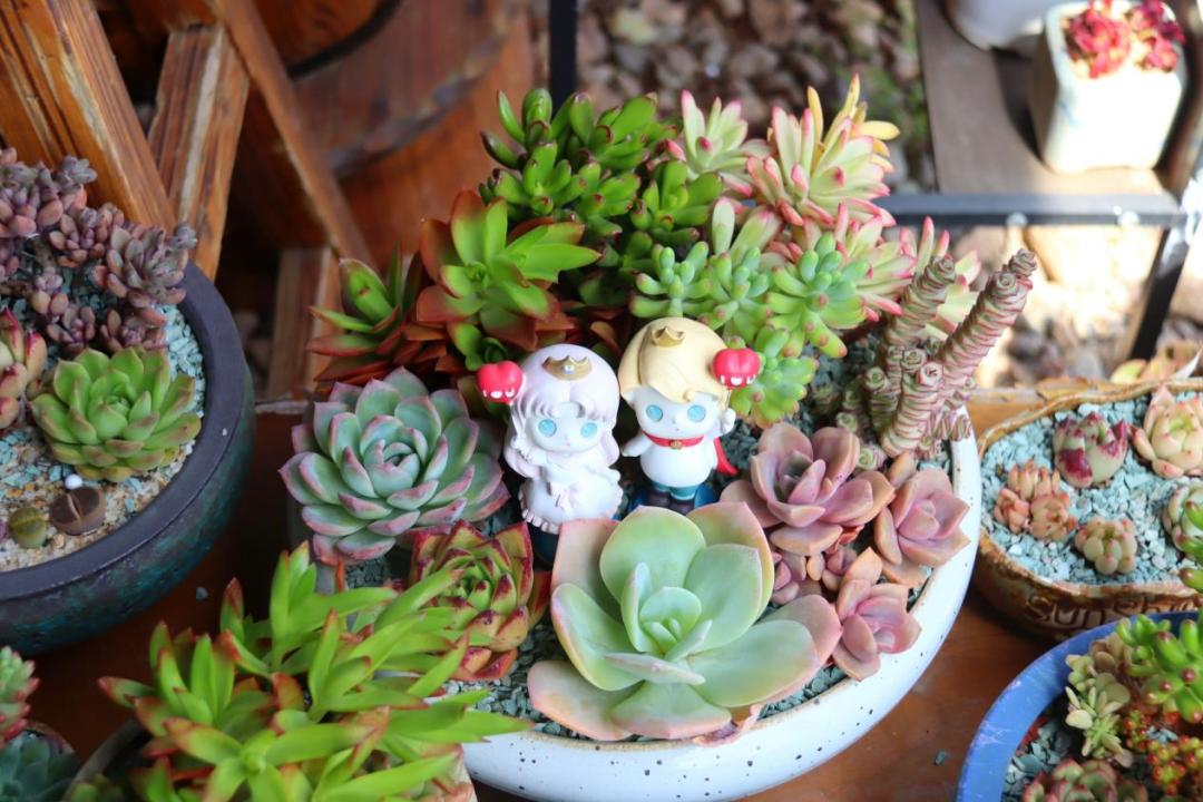 乡村振兴多肉,多肉种植成乡村振兴新宠