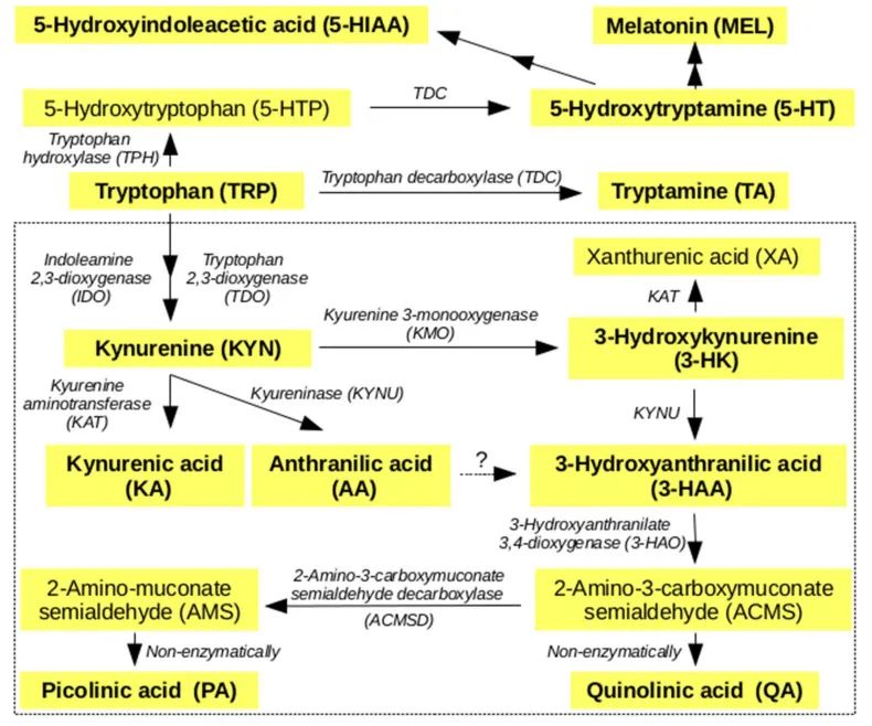 色氨酸代谢,色氨酸分解快会干嘛