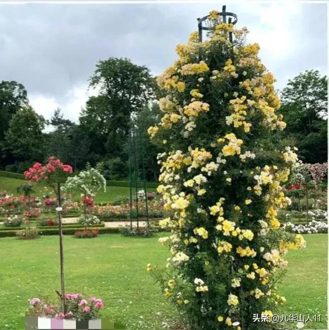 通过adr认证的月季品种,奥古斯塔路易斯月季是adr认证吗