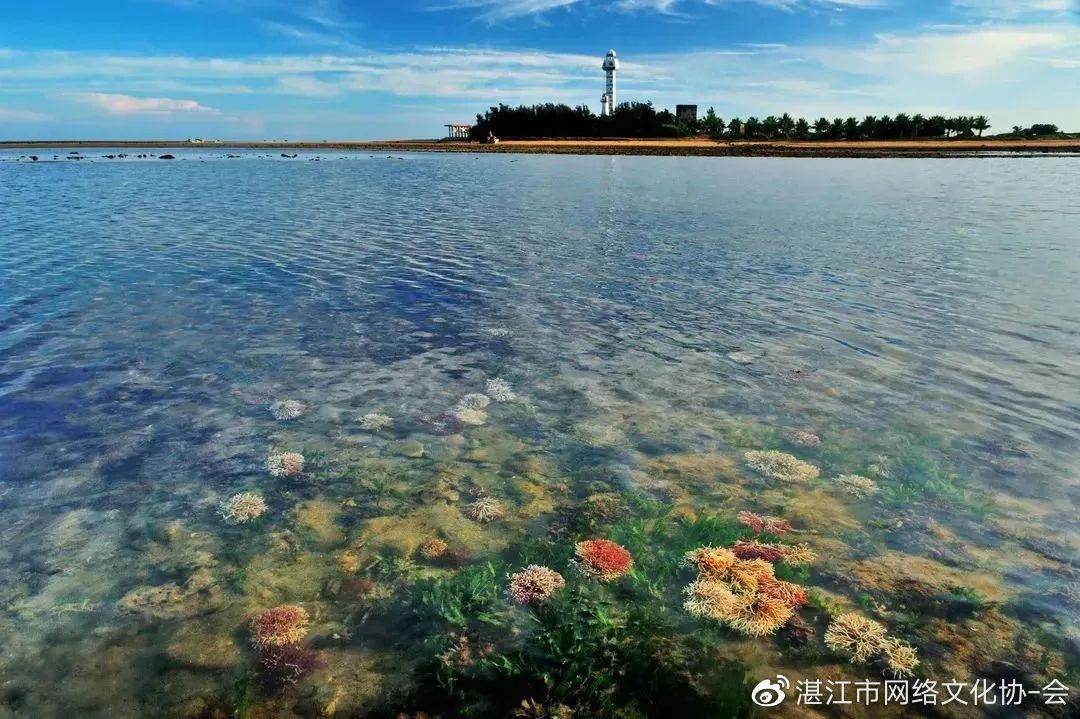 一夜爆火!海南游客骑电动车一日游徐闻