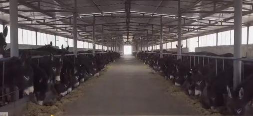 小伙三年养了4000头母驴，感情深厚一头也不卖，但一天还净赚4万